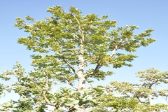 Buchanania axillaris